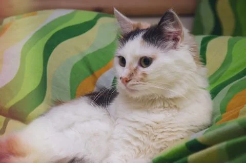 Cat On tthe Bed Stock Photos