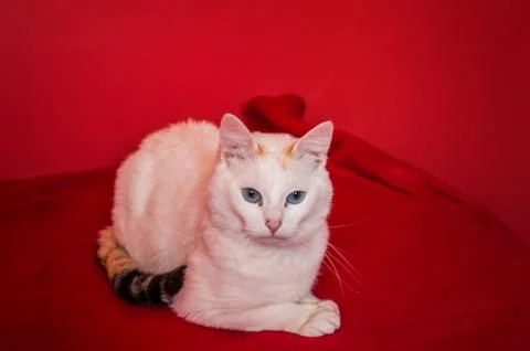 Cat Tukish Van Foto stock