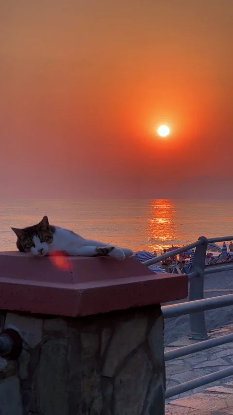 A cat in Turkey against the backdrop of an orange sunset by the sea.  Stock Footage 310107377