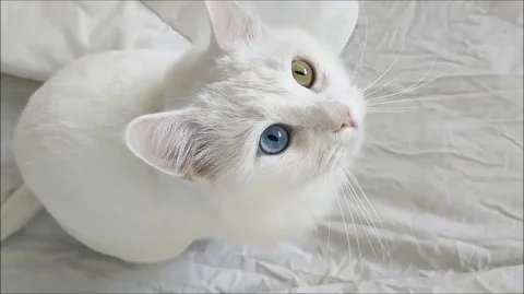 Cat turkey angora Stock Footage 129845934