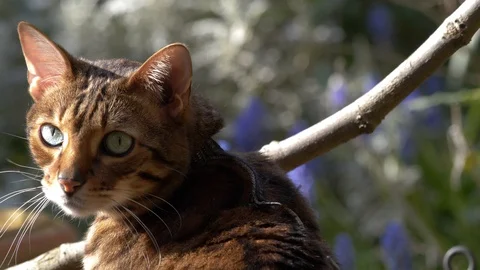 Cat Turn 250319 Stock Footage 105291030