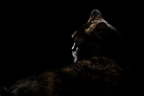 Cat turned his head back Stock Photos