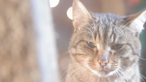 Cat turns away close up Video stock 36411433