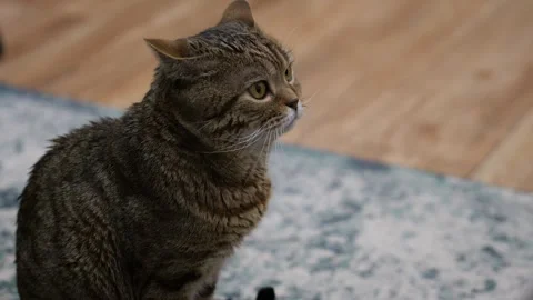 Cat turns to the camera looking strictly and turns back Stock Footage 268729103