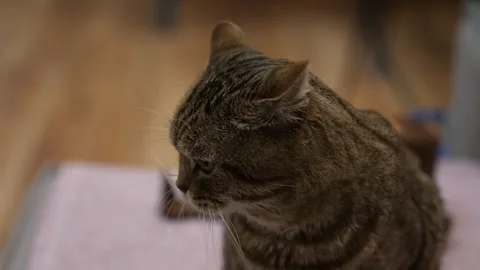 Cat turns his head because of a sound and is not happy by it Stock Footage 268728948