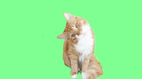 Cat turns his head to the side at the green screen Vidéo 63447927