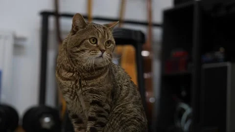 Cat turns his head to the side by something got his attention Stock Footage 268728985