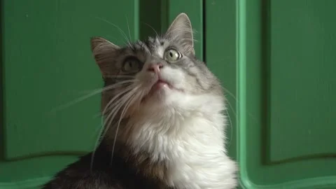 The cat turns its head and begs for food. Life of a person with a pet. Stock Footage 223141836