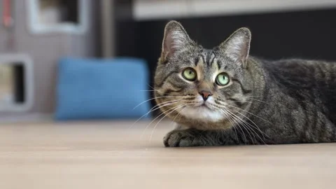 Cat turns its head, following the movement of an unseen object Stock Footage 285373326