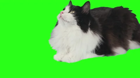 The cat turns its head lying on a green background Stock Footage 232628283