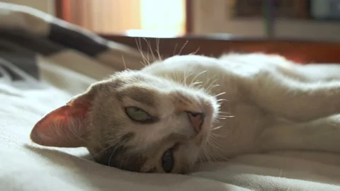 A cat turns its sides while sleeping on bed Stock Footage 155443406