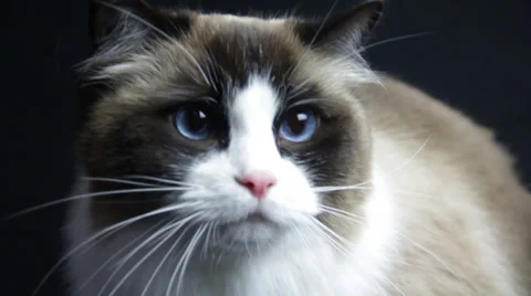 A Cat turns left rag doll the eyes and watches something keenly Stock Footage 35521913