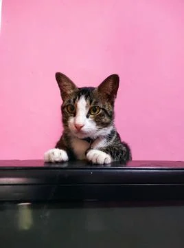 Cat on tv 库存照片