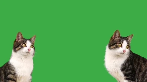 Cat two cats look in different directions on a green screen Stock Footage 245941470