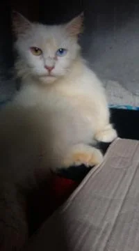 Cat with two colored eyes Foto stock