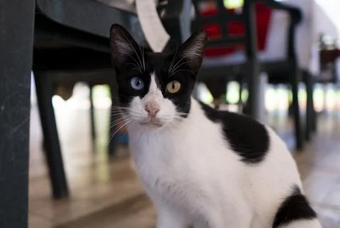 Cat with two different eye colors in Turkey. Stock Photos