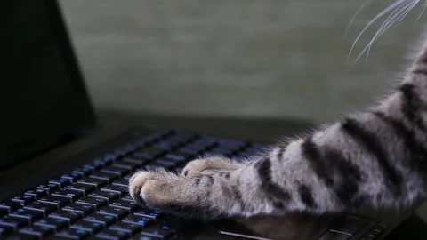 Cat is typing text on a laptop Stock Footage 73769288