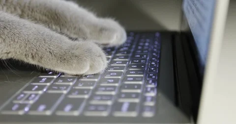 Cat is typing text on a laptop. Stock Footage 85784963