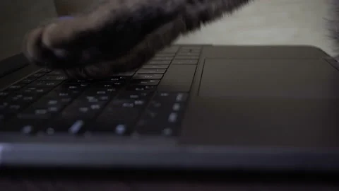 Cat is typing text on a laptop Vídeos de archivo 102887082