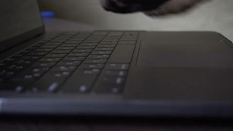 Cat is typing text on a laptop Vídeos de archivo 102887300