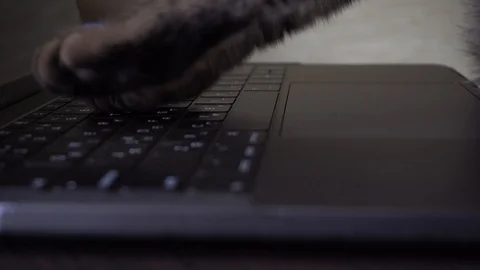 Cat is typing text on a laptop Vídeos de archivo 102887323