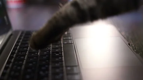 Cat is typing text on a laptop Vídeos de archivo 102887403