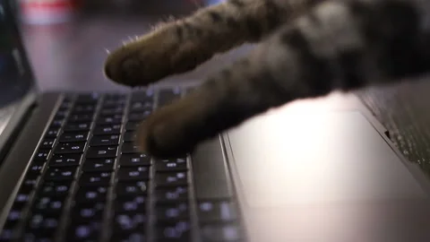 Cat is typing text on a laptop Stock Footage 102887456