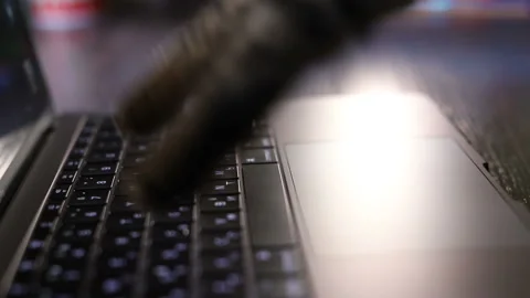 Cat is typing text on a laptop Vídeos de archivo 102887593