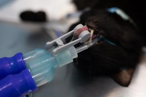 A cat under anesthesia on the operating table with a pulse oximeter on its Stock Photos