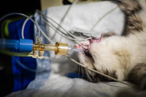 A cat under anesthesia on the operating table. A veterinarian prepares the cat Stock Photos