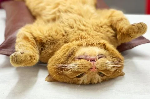 Cat under anesthesia is ready for surgery. Red cat on the operating table a.. Stock Photos