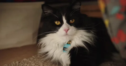 Cat Under Bed Stock Footage 150192203