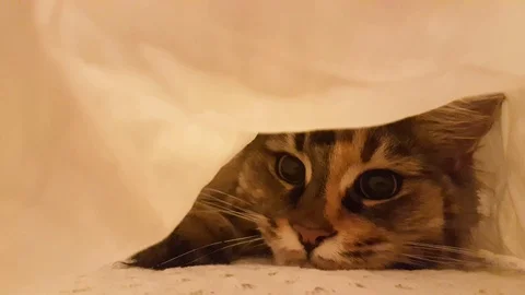 Cat under bed linen Stock Footage 127522727