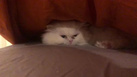 Cat under a blanket Stock Footage 169107103