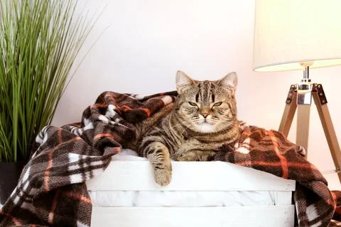 Cat under a blanket with a head.  Stock Photos
