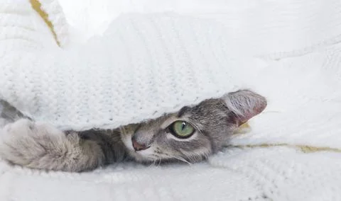 Cat under a blanket. Stock Photos