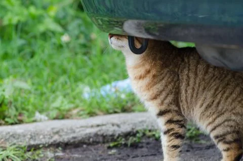 Cat under a car Stock Photos