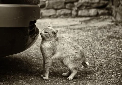 Cat under car Stock Photos