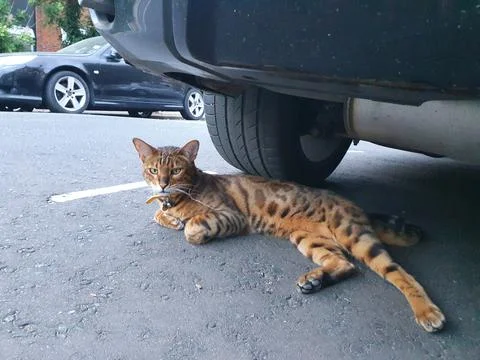Cat under car Stock Photos