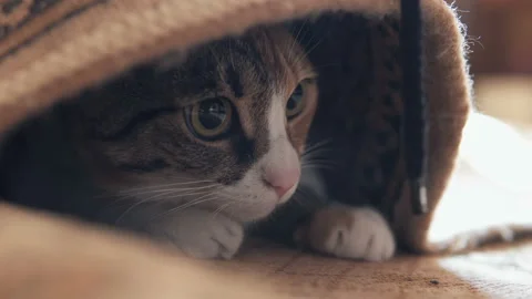 Cat under the carpet is played Stock Footage 105848968