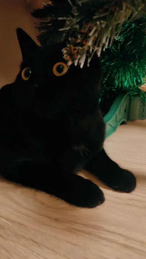 Cat under the Christmas tree Stock Footage 227025591