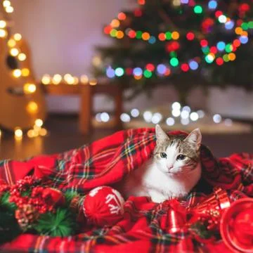 Cat under a christmas tree Stock Photos
