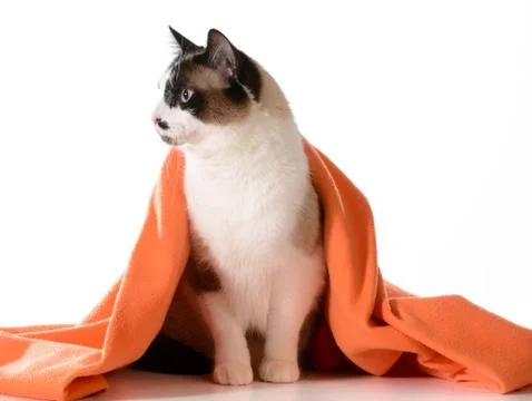Cat under cover Stock Photos