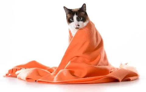 Cat under cover Stock Photos