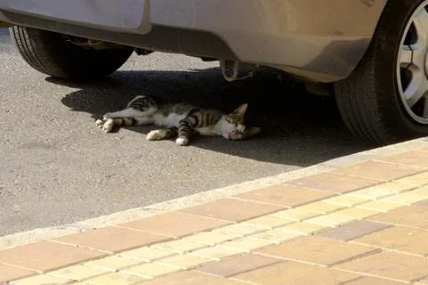 Cat under the machine gray striped sleeping Stock Photos
