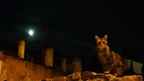 Cat Under The Moonlight Stock Photos