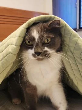 Cat under the quilt Stock Photos