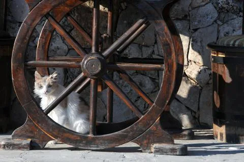 Cat Under the Restaurant Table Stock Photos