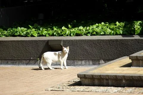 A cat under sunshine Stock Photos