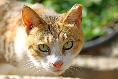 A cat under sunshine Stock Photos
